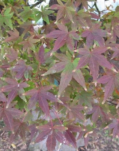 Javor "Atropurpureum"