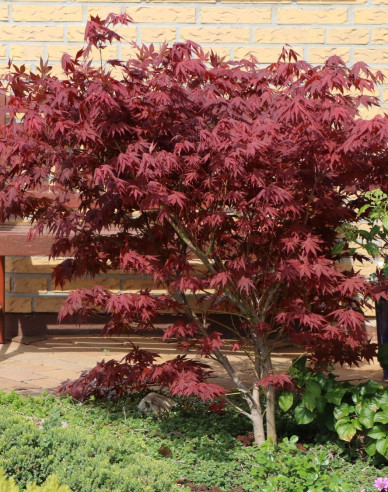 Javor "Atropurpureum"