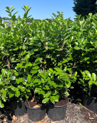 Vavrínovec lekársky ‘Rotundifolia’