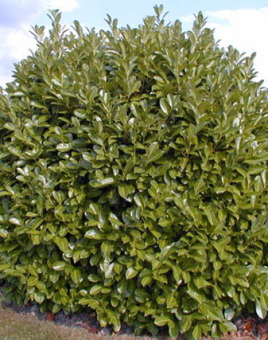 Vavrínovec lekársky ‘Rotundifolia’