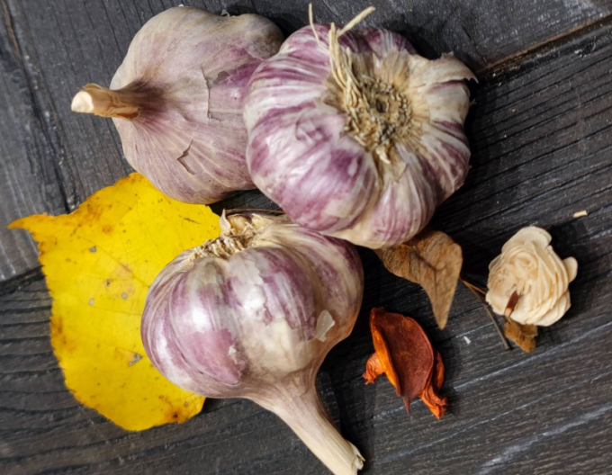 Cesnak Sadbový zimný Paličiak ´Harnaš´ 250g
