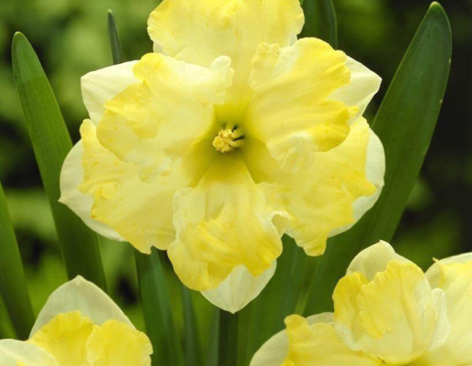 Narcis ´Cassata´