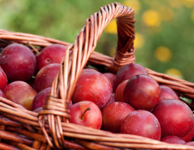 Mirabelka stĺpovitá ´Ruby´ kont. 5l