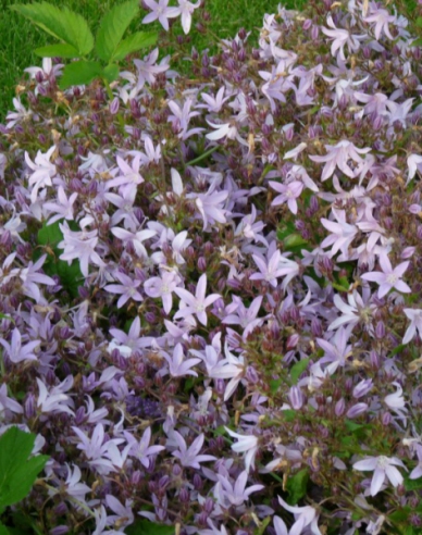 Zvonček ’Lisduggan Variety’