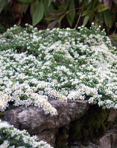 Astra ´Prostratum ´