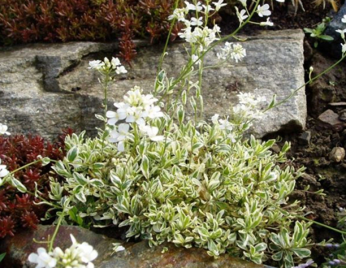 Arábka ´Variegata´