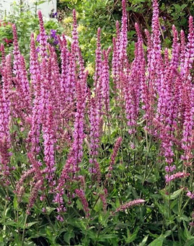 Šalvia hájna ´Rosa Königin´