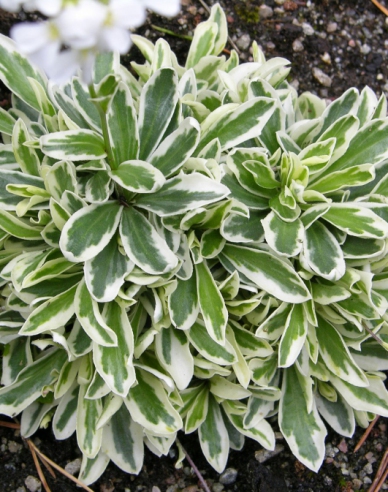 Arábka ´Variegata´