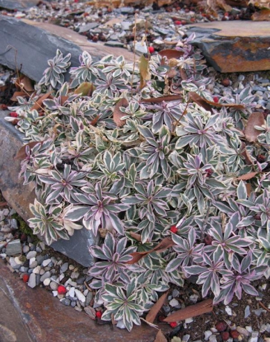 Arábka ´Variegata´