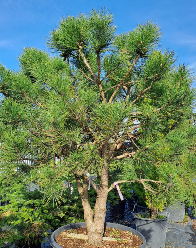 Borovica čierna  viackmeň