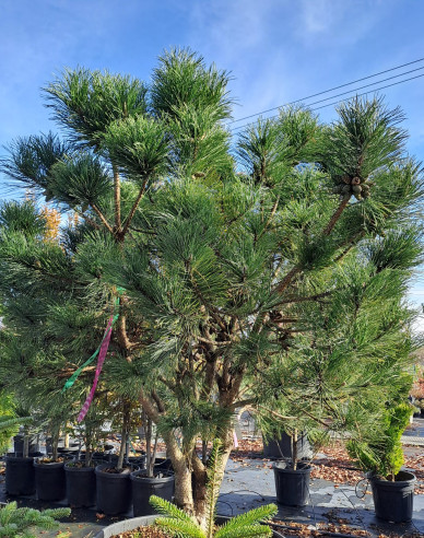 Borovica čierna  viackmeň