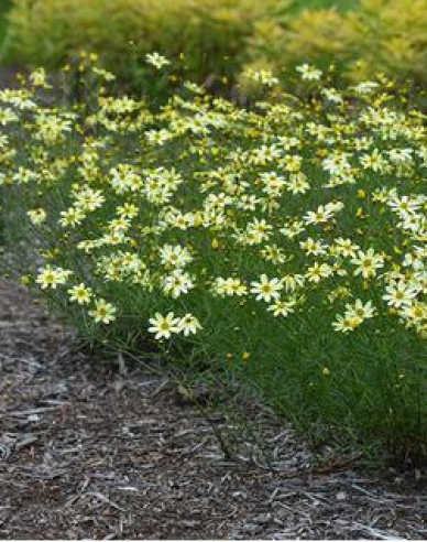 Kráska praslenová ’Moonbeam’