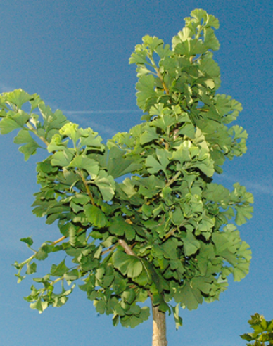 Ginko ´Mariken´ na kmienku