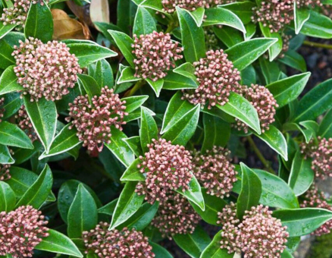 Skimia japonská ’Godrie’s Dwarf’