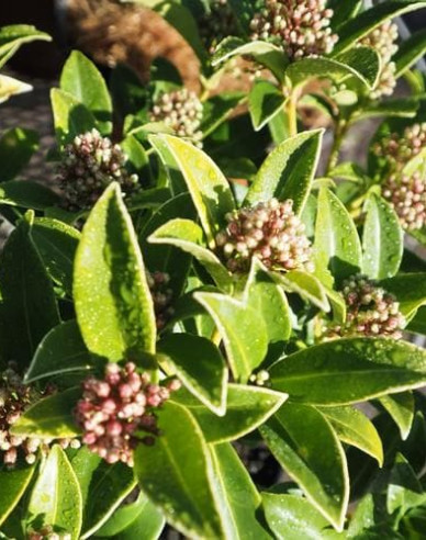 Skimia japonská ’Godrie’s Dwarf’