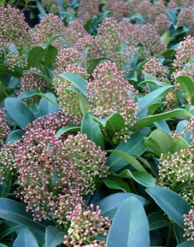 Skimia japonská ’Godrie’s Dwarf’