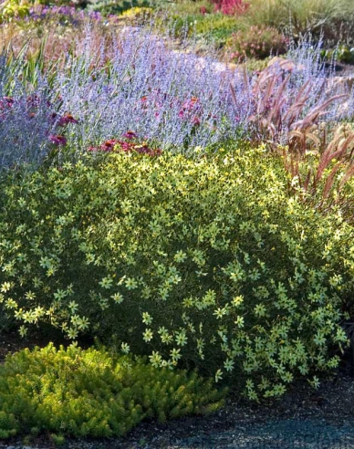 Kráska praslenová ’Moonbeam’