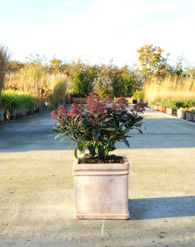 Skimia japonská ’Rubella´