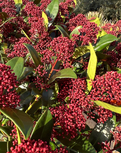 Skimia japonská ’Rubella´