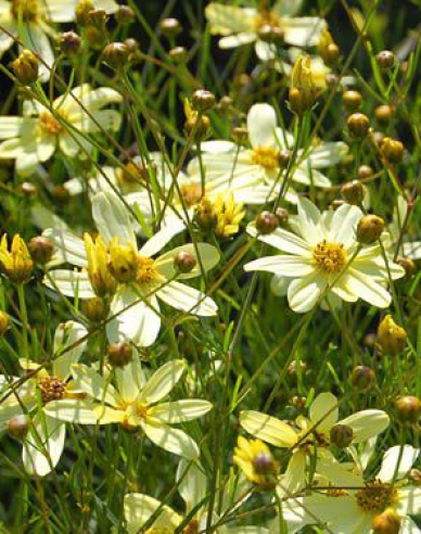Kráska praslenová ’Moonbeam’