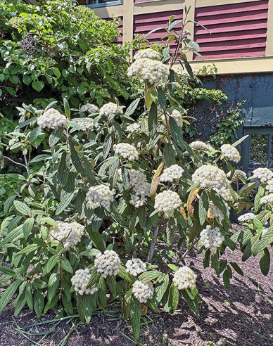 Kalina vrásčitolistá 80l