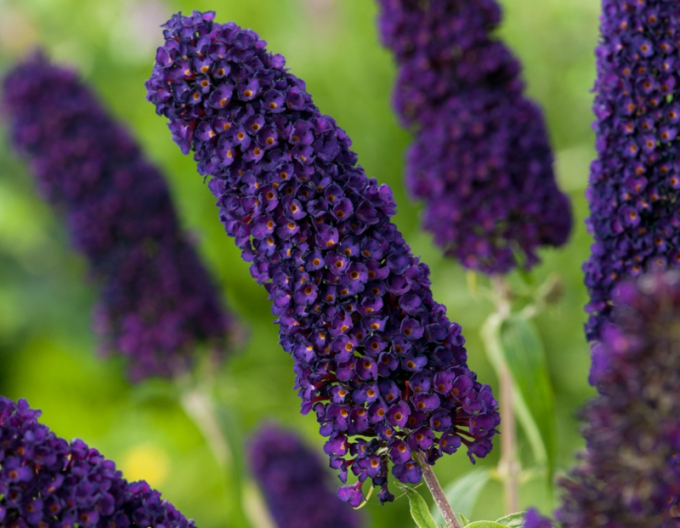 Budleja davidii ’Black Knight´
