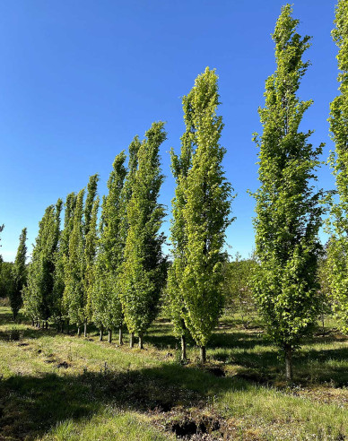 Buk lesný ´Dawyck ´