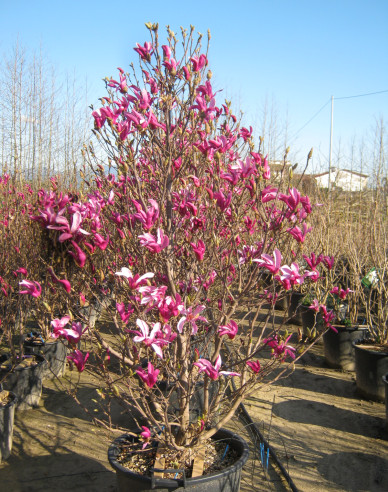 Magnólia ´Susan´ viackmeň