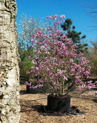 Magnólia ´Susan´ viackmeň