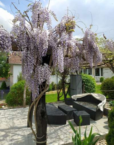 Vistéria čínska