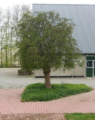 Lieska obyčajná ´Contorta´ na kmienku