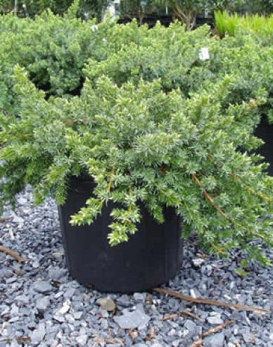 Borievka pobrežná "Blue Pacific"