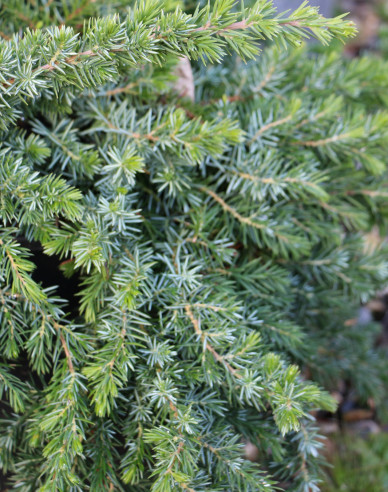 Borievka pobrežná "Blue Pacific"