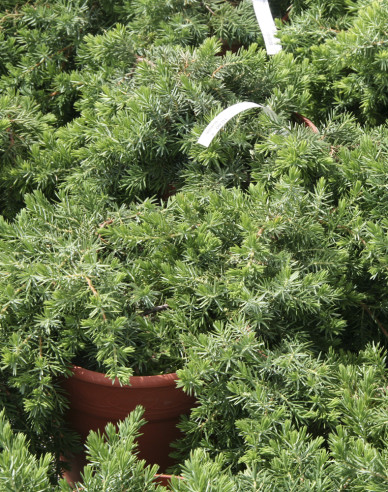 Borievka pobrežná "Blue Pacific"