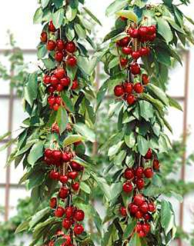 Čerešňa stĺpová ´Sylvia´, podp. Colt, voľnok.