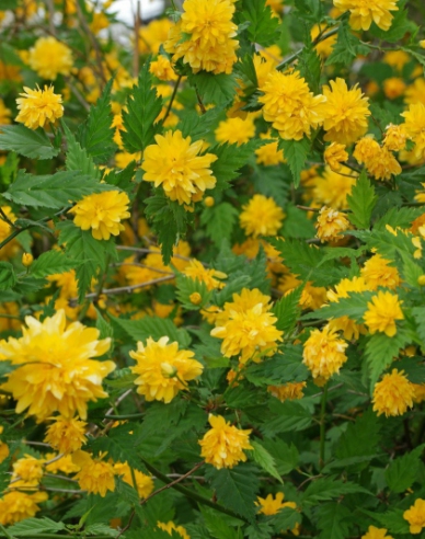 Kéria japonská ´Pleniflora´