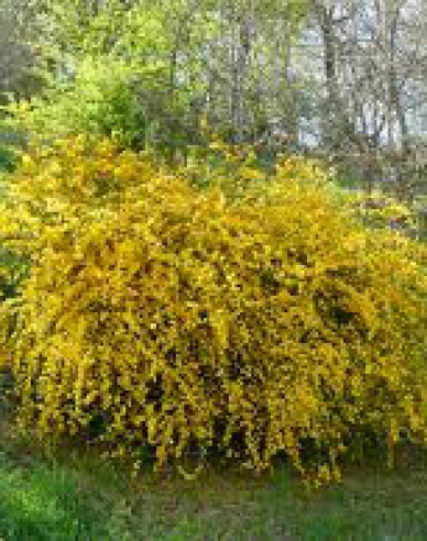 Kéria japonská ´Pleniflora´