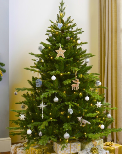 Jedľa normandská (kaukazská)   EXELLENT  REZANÁ 200/225cm