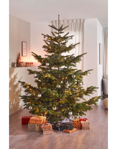 Jedľa normandská (kaukazská)   EXELLENT  REZANÁ 250/300cm