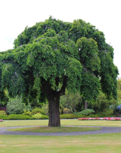 Brest horský previslý ´Pendula´
