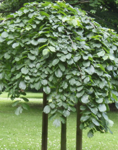 Brest horský previslý ´Pendula´