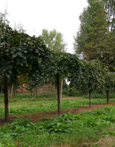 Brest horský previslý ´Pendula´