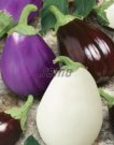 Semo Baklažán (Ľuľok baklažánový) ´Zmes farieb´