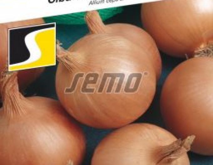 Semo Cibuľa kuchynská ´Lusy´