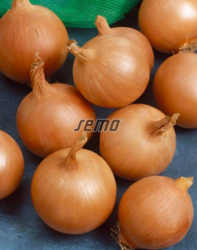 Semo Cibuľa kuchynská ´Lusy´