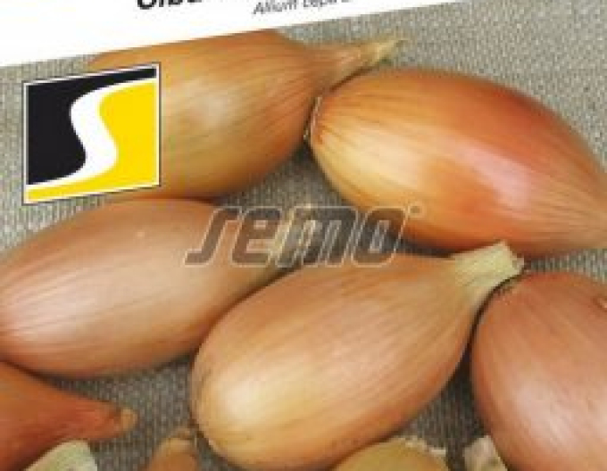 Semo Cibuľa kuchynská Elista