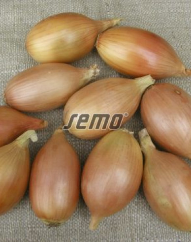 Semo Cibuľa kuchynská Elista