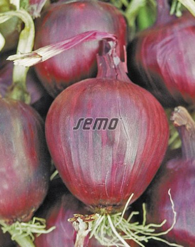 Semo Cibuľa kuchynská Lilia