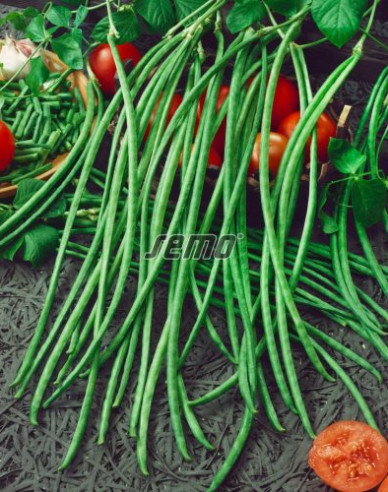 Semo Fazuľa  tyčová ´Metro´ ( Vigna čínská)