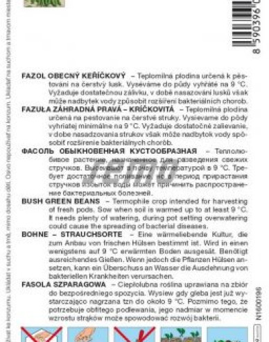 Semo Fazuľa záhradná kríčkovitá ´Koala´